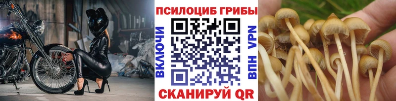 купить наркотик  Курск  shop клад  Псилоцибиновые грибы MAGIC MUSHROOMS  kraken ссылки 